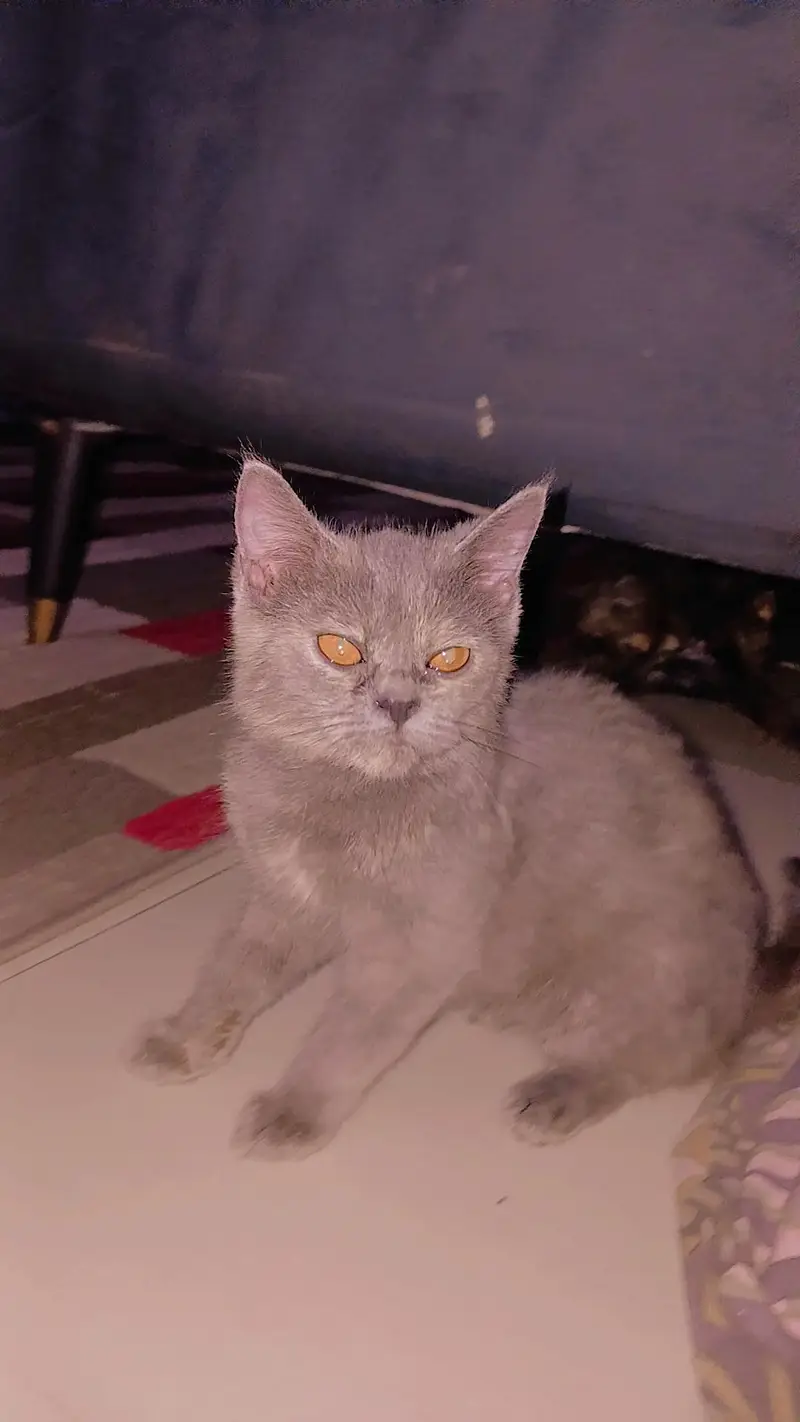 3 persian cats 1 male 2 female — photo 4