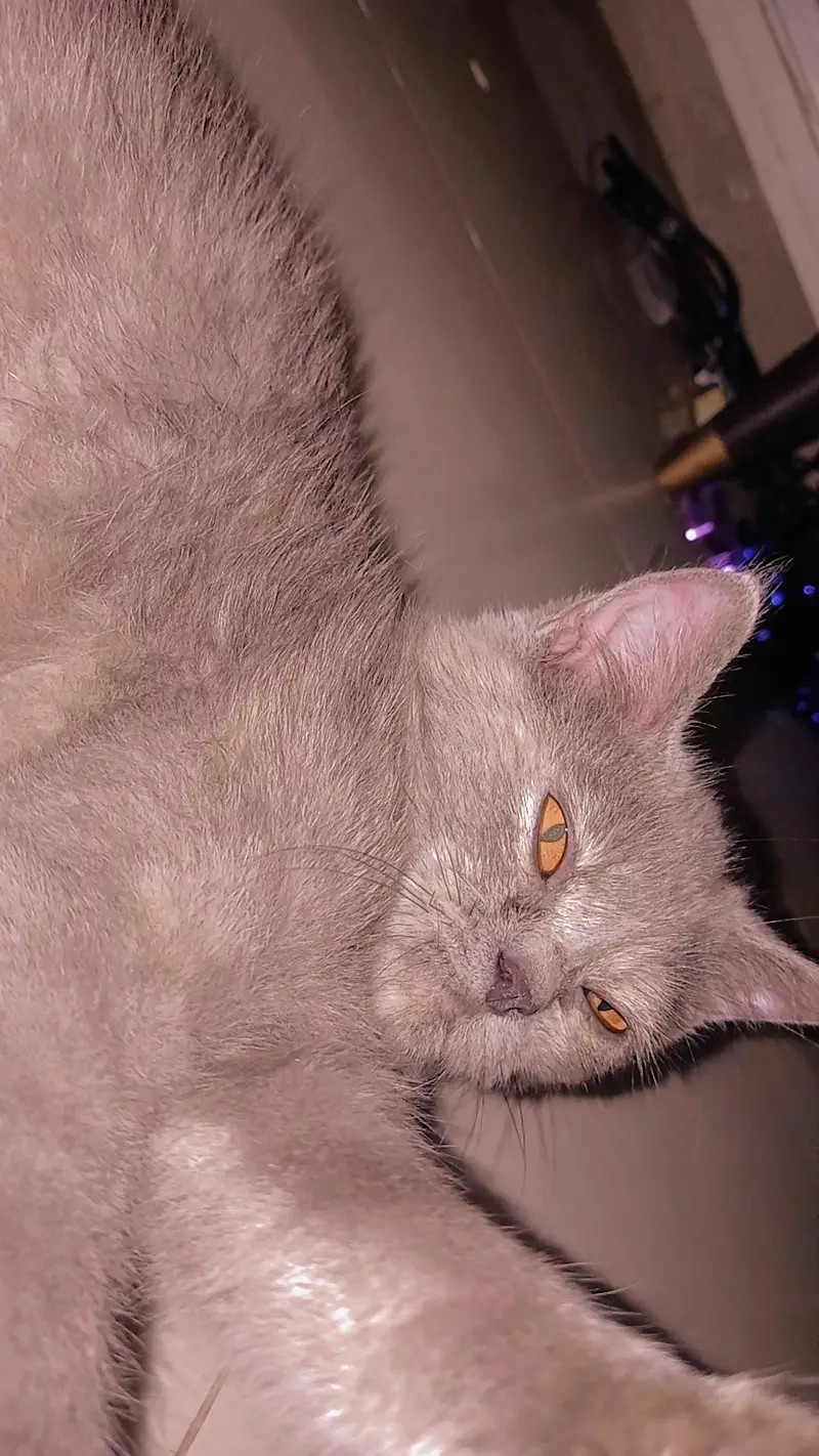 3 persian cats 1 male 2 female — photo 5