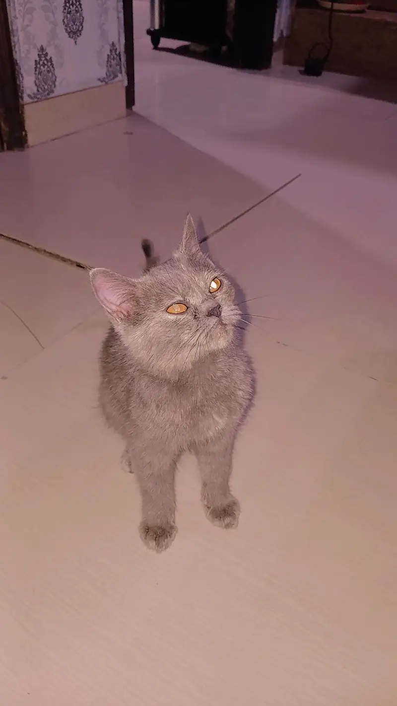 3 persian cats 1 male 2 female — photo 6