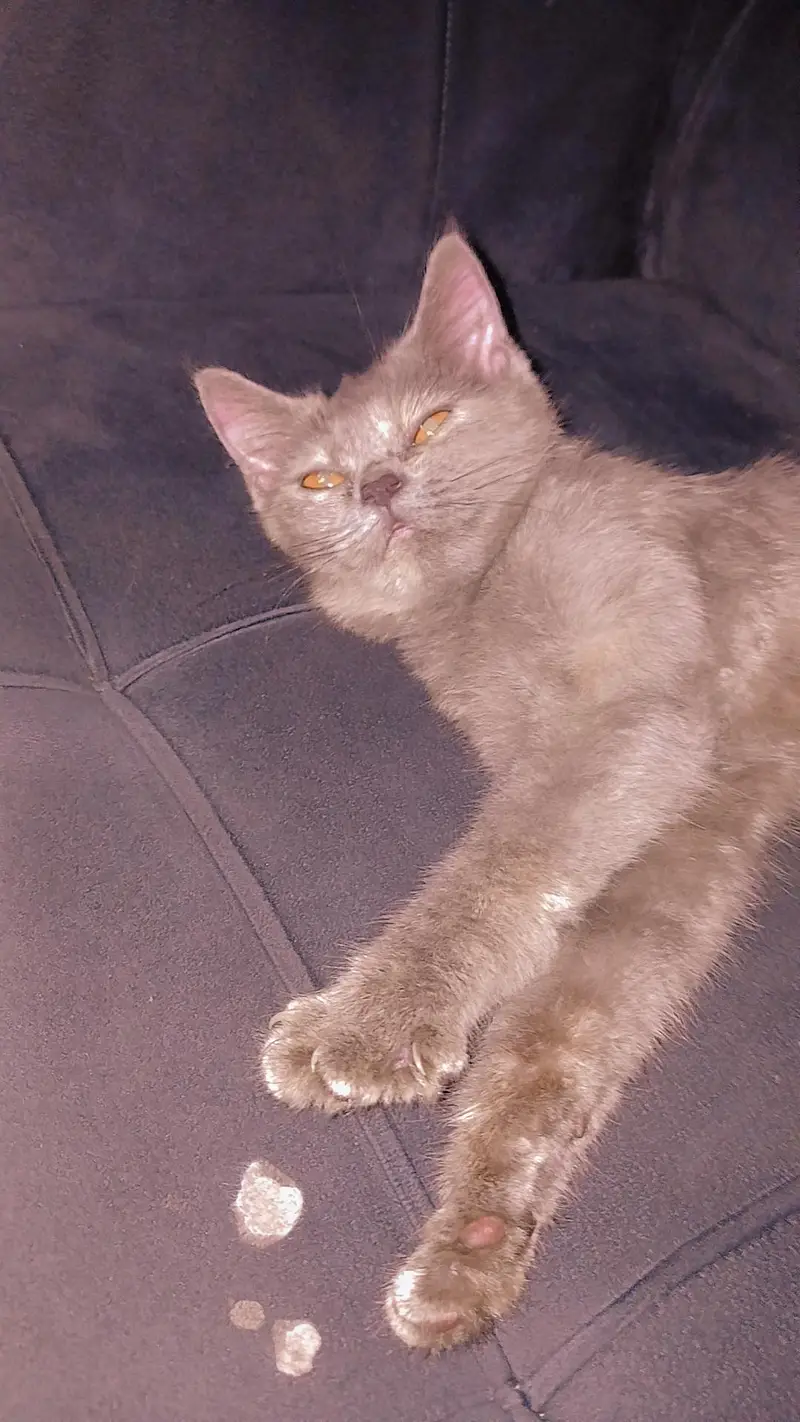 3 persian cats 1 male 2 female — photo 7