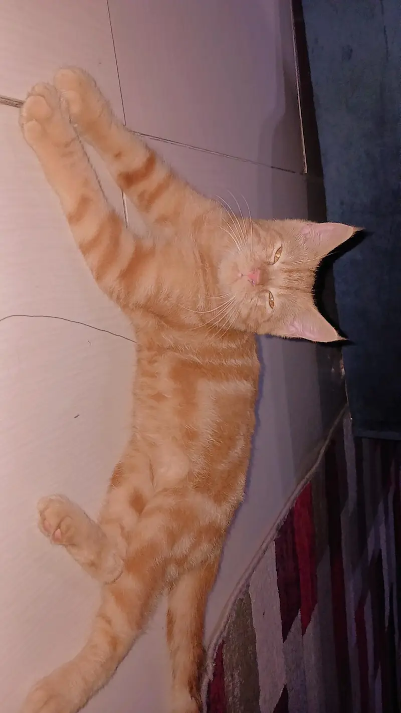 3 persian cats 1 male 2 female — photo 10