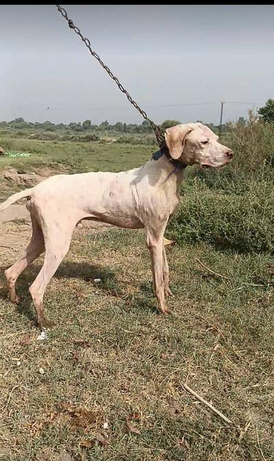 pointer Dog