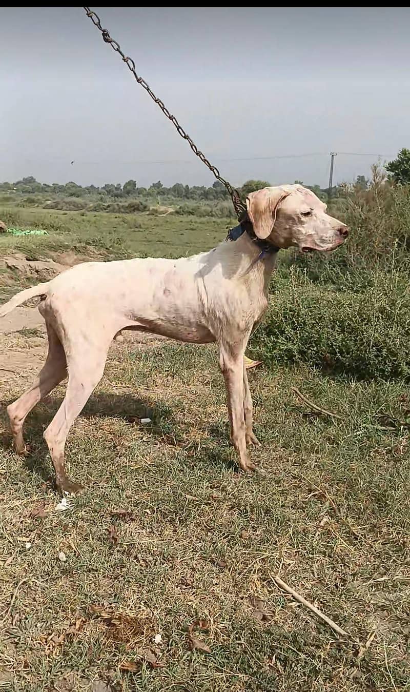 pointer Dog 0
