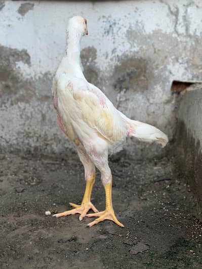 white pure German Shamo top quality