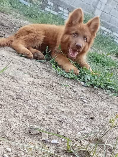 liver German shepherd dog for sale