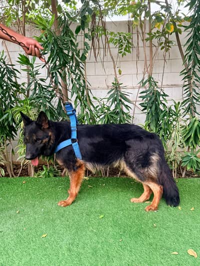 German shepherd Female