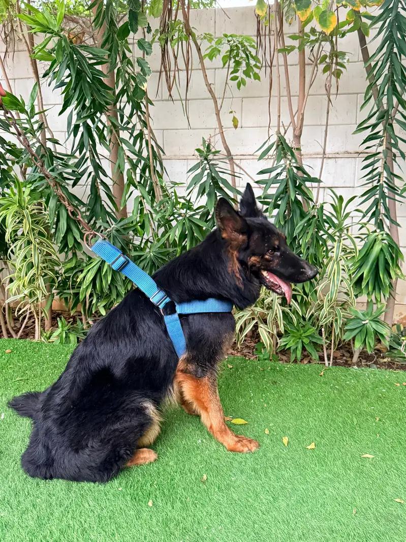 German shepherd Female — photo 2