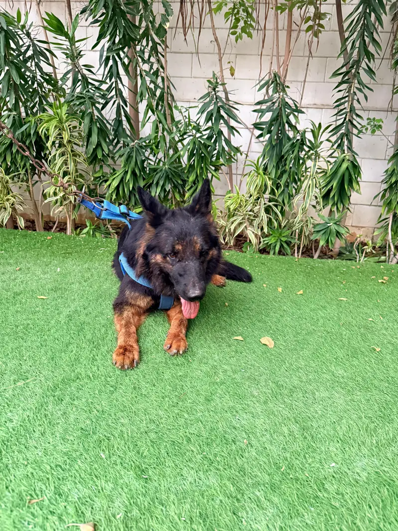 German shepherd Female — photo 3