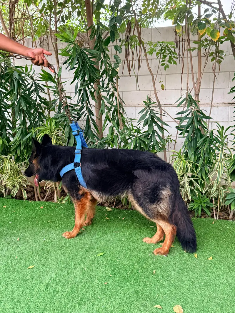 German shepherd Female — photo 4
