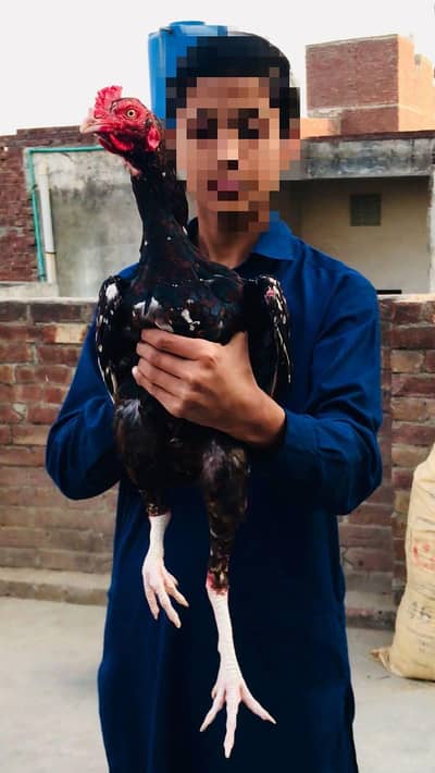 pure Pakistani Aseel