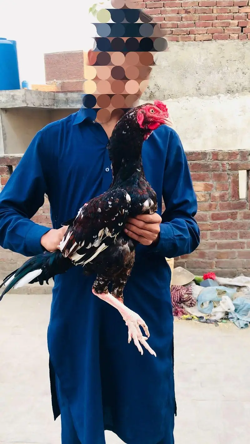 pure Pakistani Aseel — photo 2