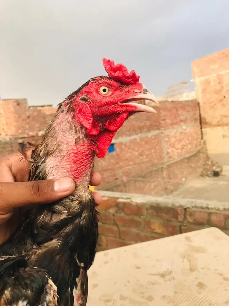 pure Pakistani Aseel — photo 3