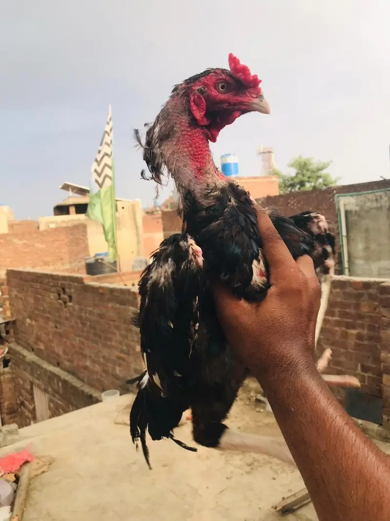 pure Pakistani Aseel — photo 5