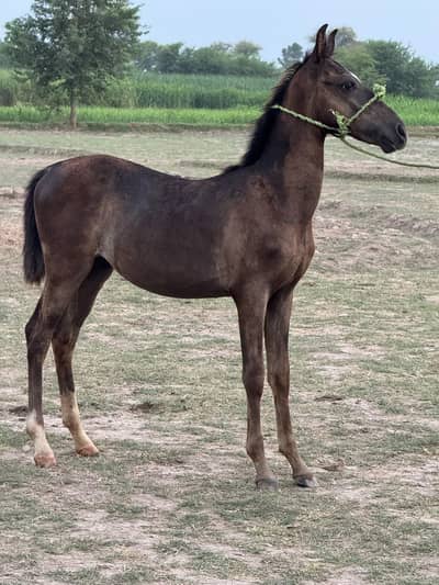 For sale horse Vachera
