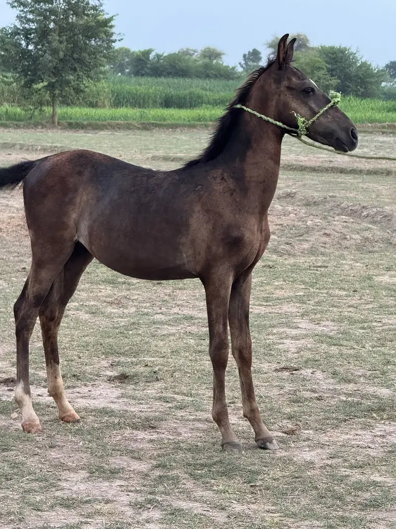 For sale horse Vachera — photo 2