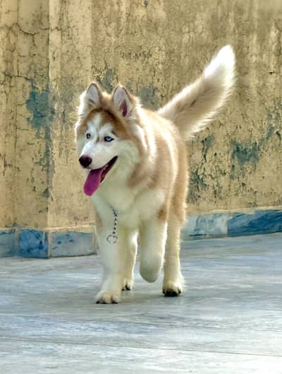 Siberia Husky blue eyes fully vaccinated & trained for Shows and Home