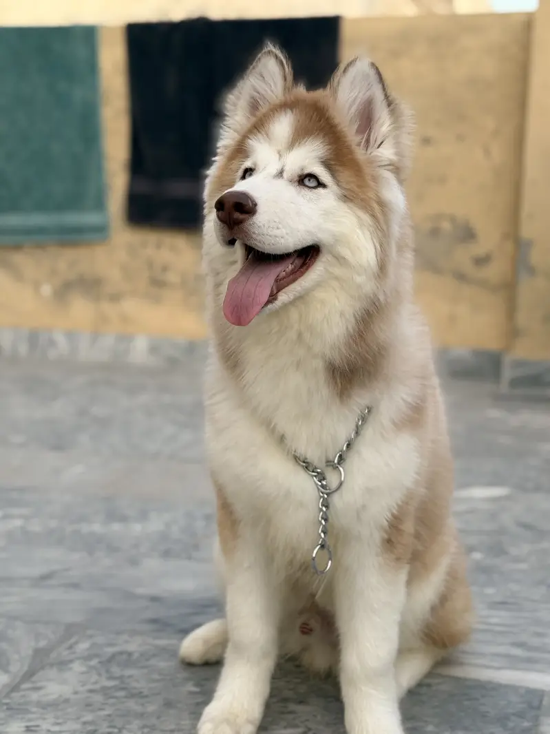 Siberia Husky blue eyes fully vaccinated & trained for Shows and Home — photo 2
