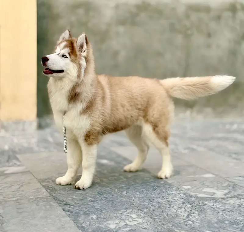 Siberia Husky blue eyes fully vaccinated & trained for Shows and Home — photo 4