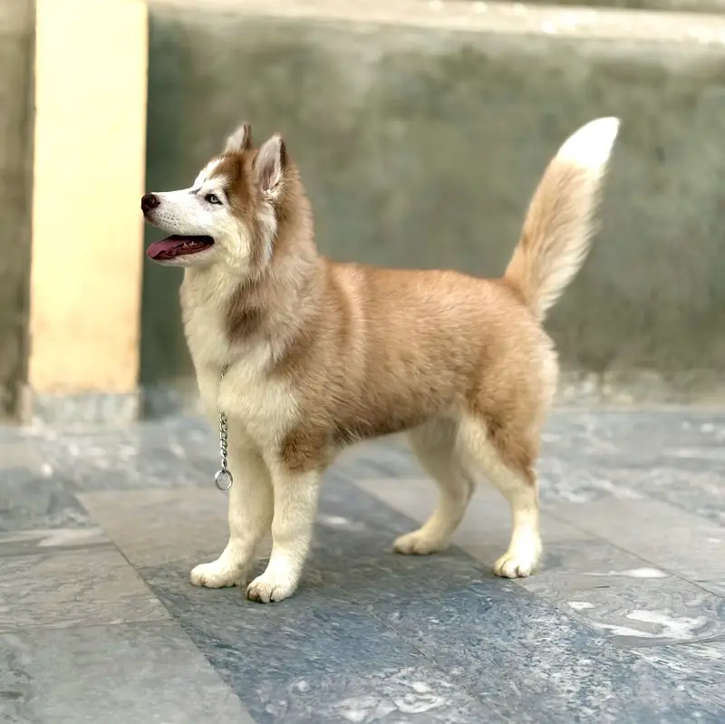 Siberia Husky blue eyes fully vaccinated & trained for Shows and Home — photo 5