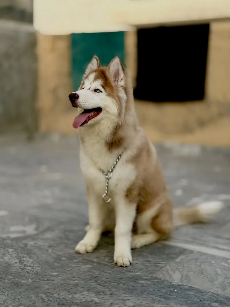 Siberia Husky blue eyes fully vaccinated & trained for Shows and Home — photo 6