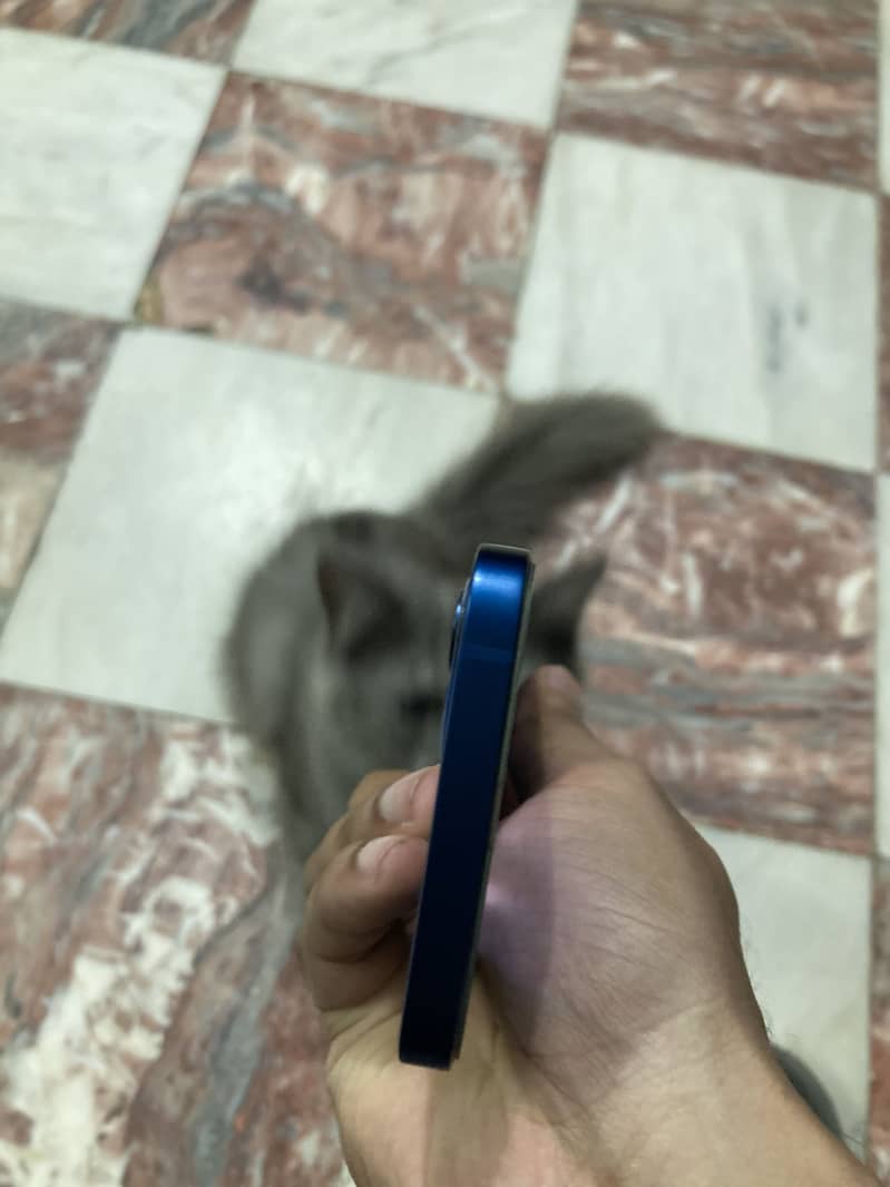 Apple iPhone 12 6