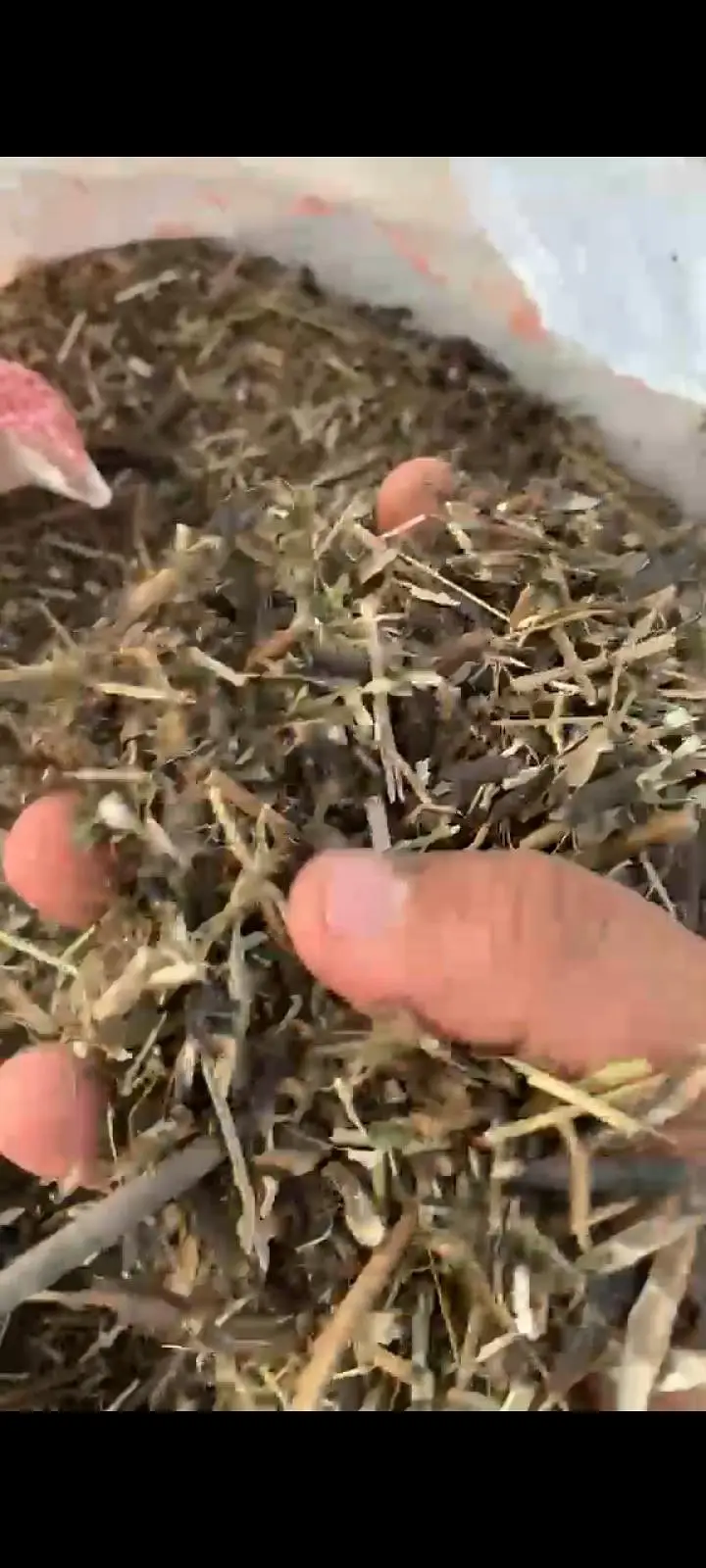 mungi ka missa for goats and sheeps — photo 2