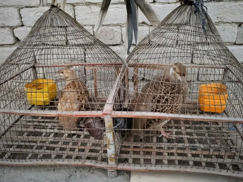 teetar for sale urgent sale — photo 4