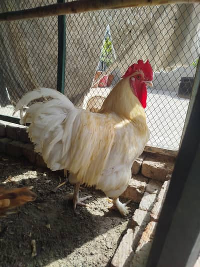 White Heavy Buff Male