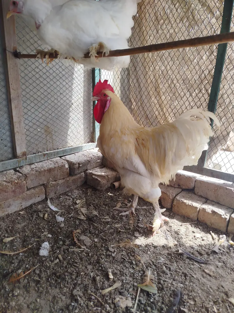 White Heavy Buff Male — photo 3