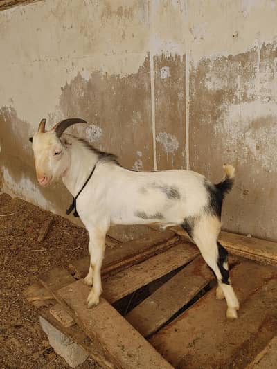 Abluk pointed tedda pink nose white eyes age 8 months