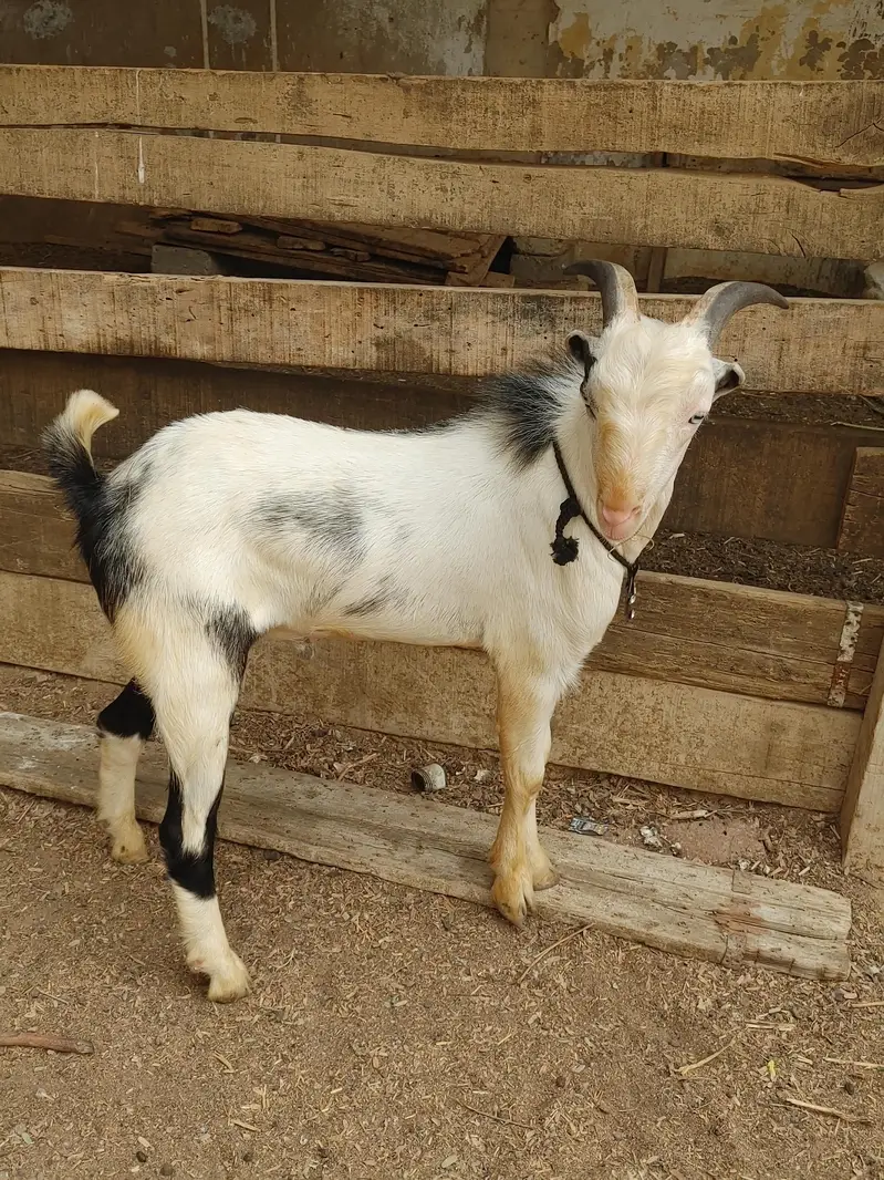 Abluk pointed tedda pink nose white eyes age 8 months — photo 2