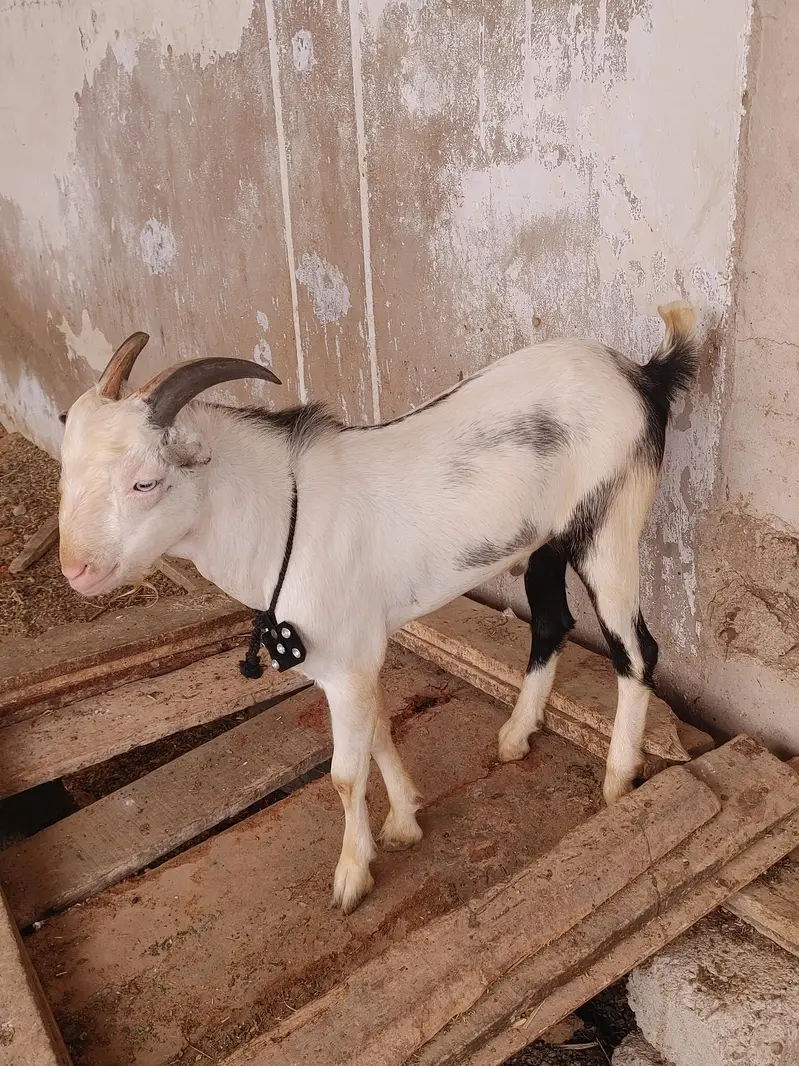 Abluk pointed tedda pink nose white eyes age 8 months — photo 3