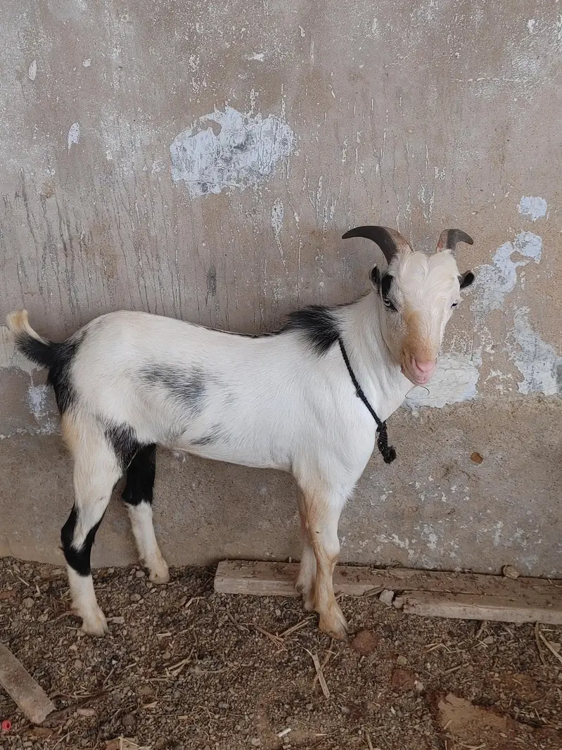 Abluk pointed tedda pink nose white eyes age 8 months — photo 4