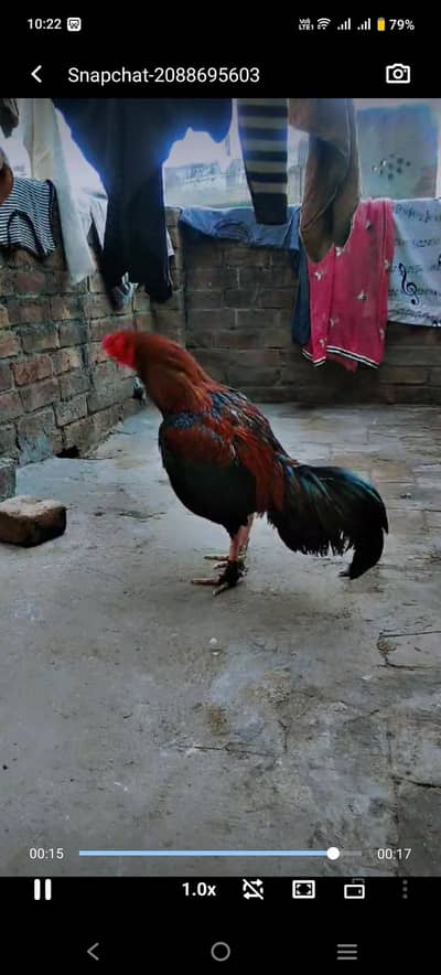 Thai cross video bi mil jay gi gis bai na lana ho