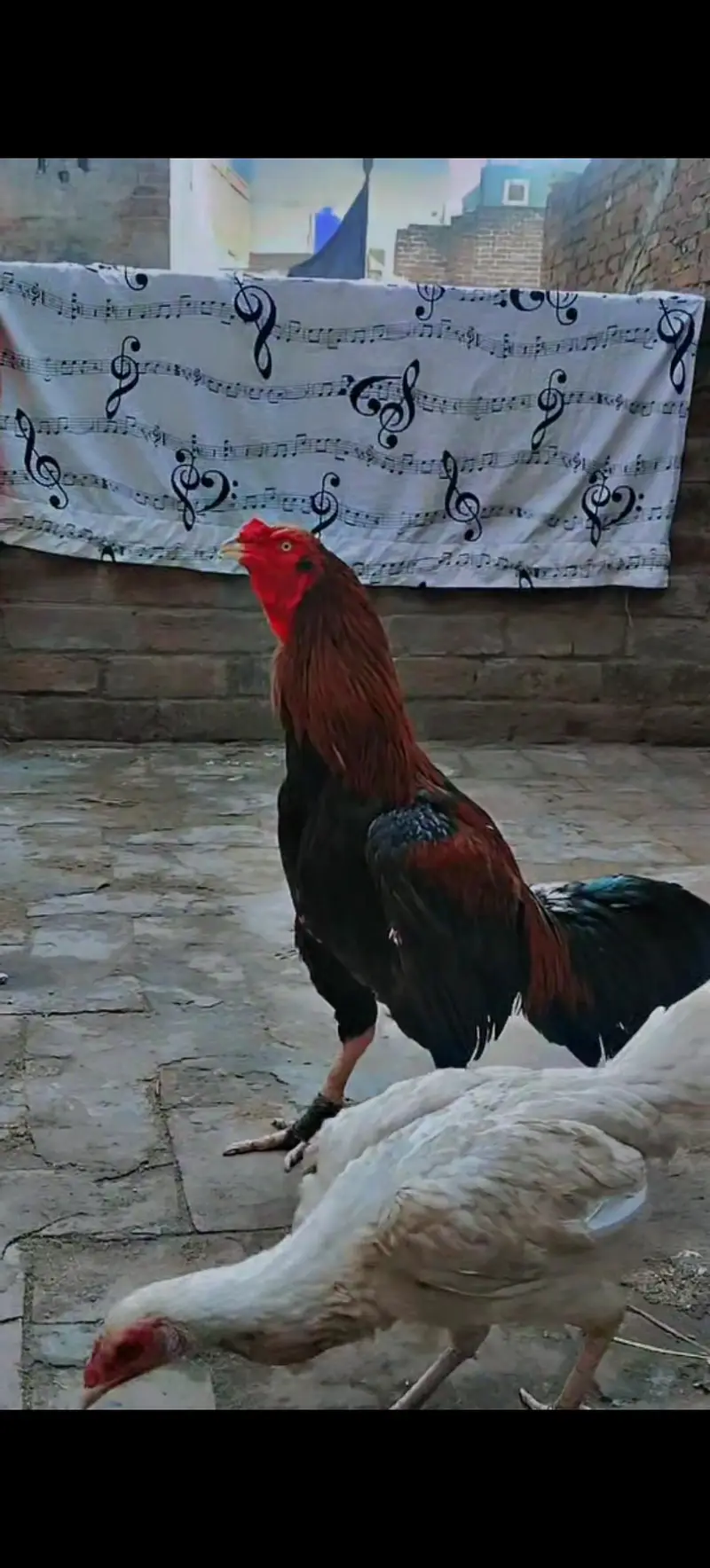 Thai cross video bi mil jay gi gis bai na lana ho — photo 2