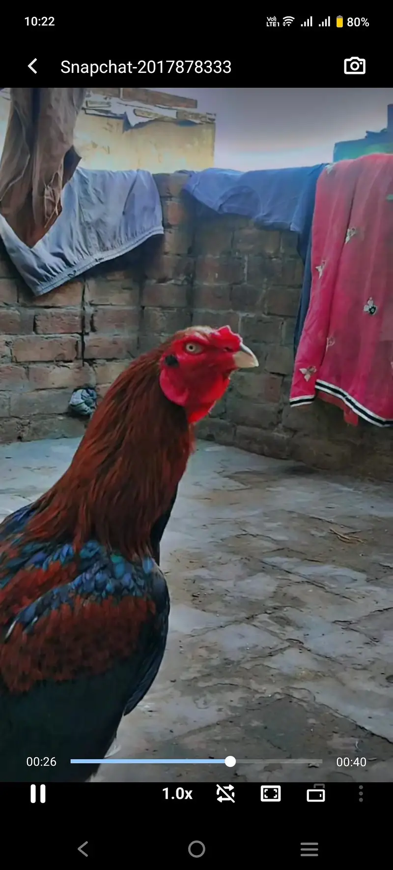 Thai cross video bi mil jay gi gis bai na lana ho — photo 3