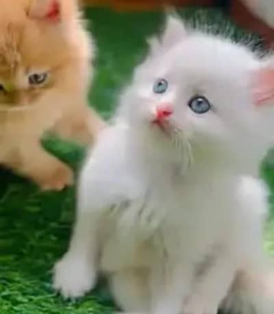 person cat for sale