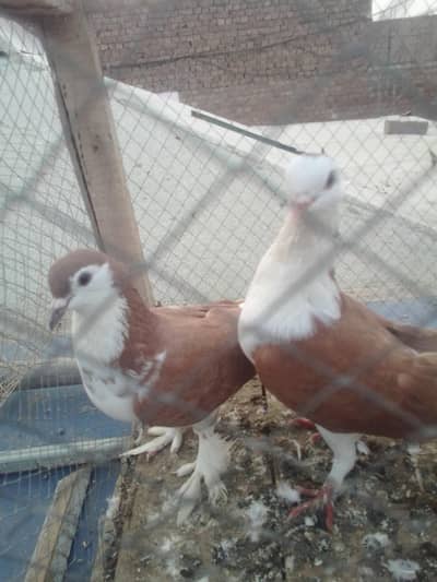sherazi pair