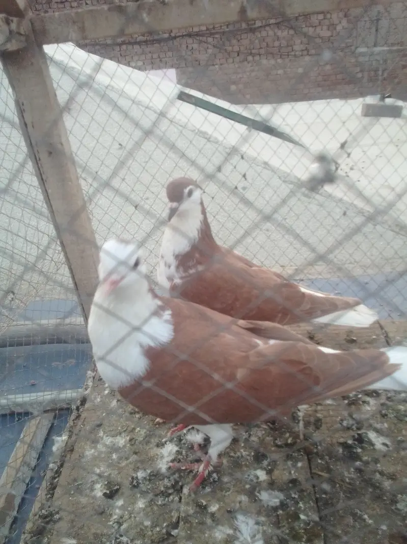 sherazi pair — photo 2