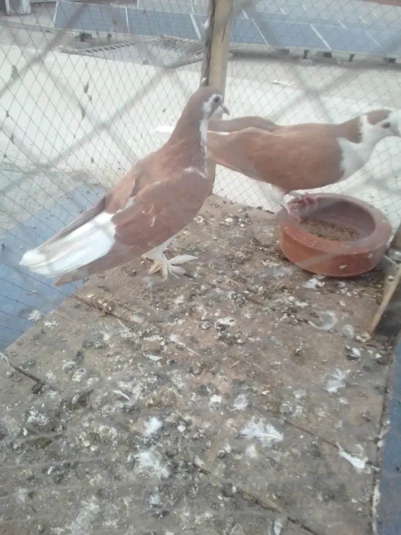 sherazi pair — photo 3