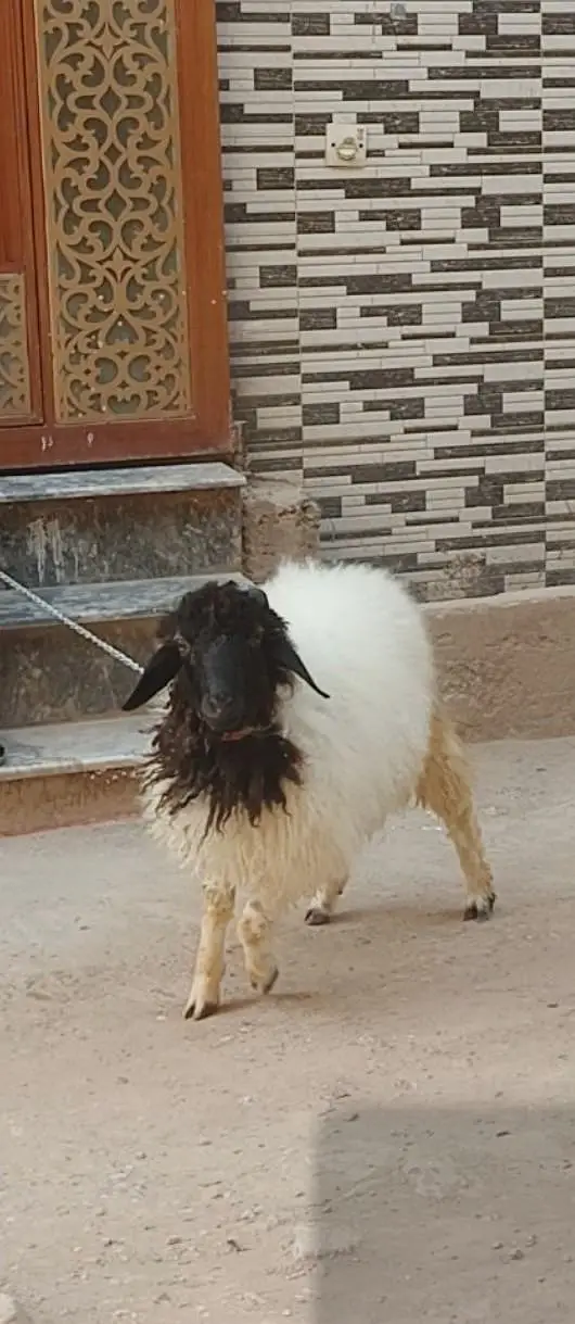 sheep    age 9 months