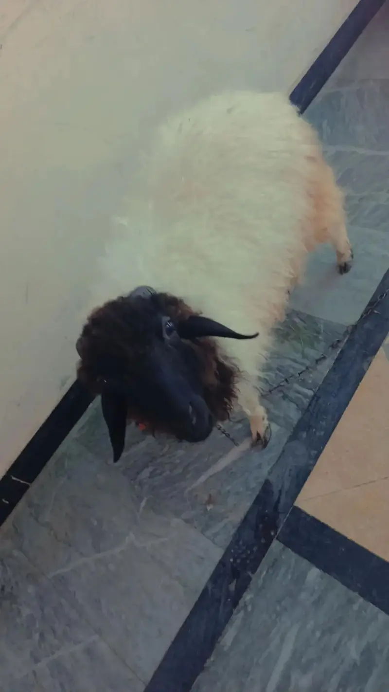 sheep    age 9 months — photo 2