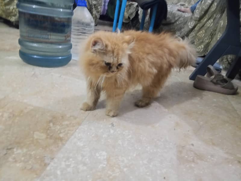 Persian Cat 0