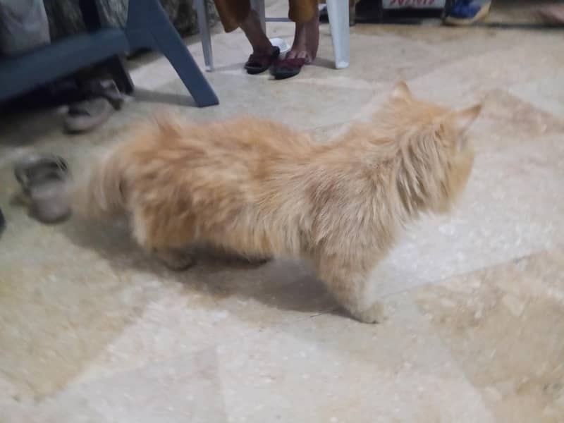 Persian Cat 1