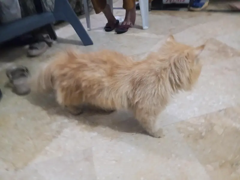 Persian Cat  — photo 2
