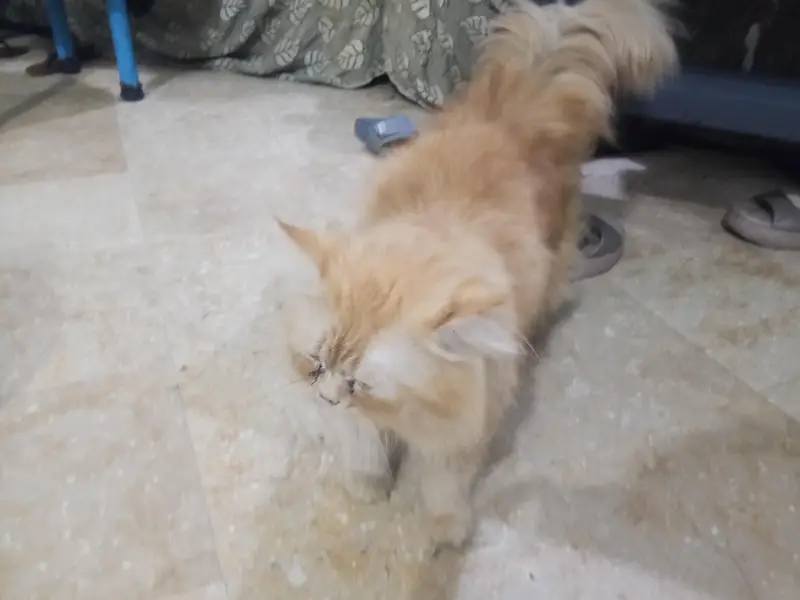 Persian Cat  — photo 3
