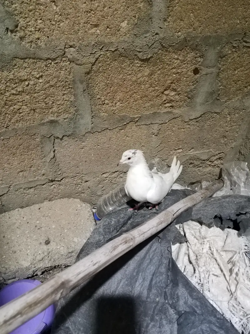2 Kabli And Two Patti wale Kabooter — photo 2