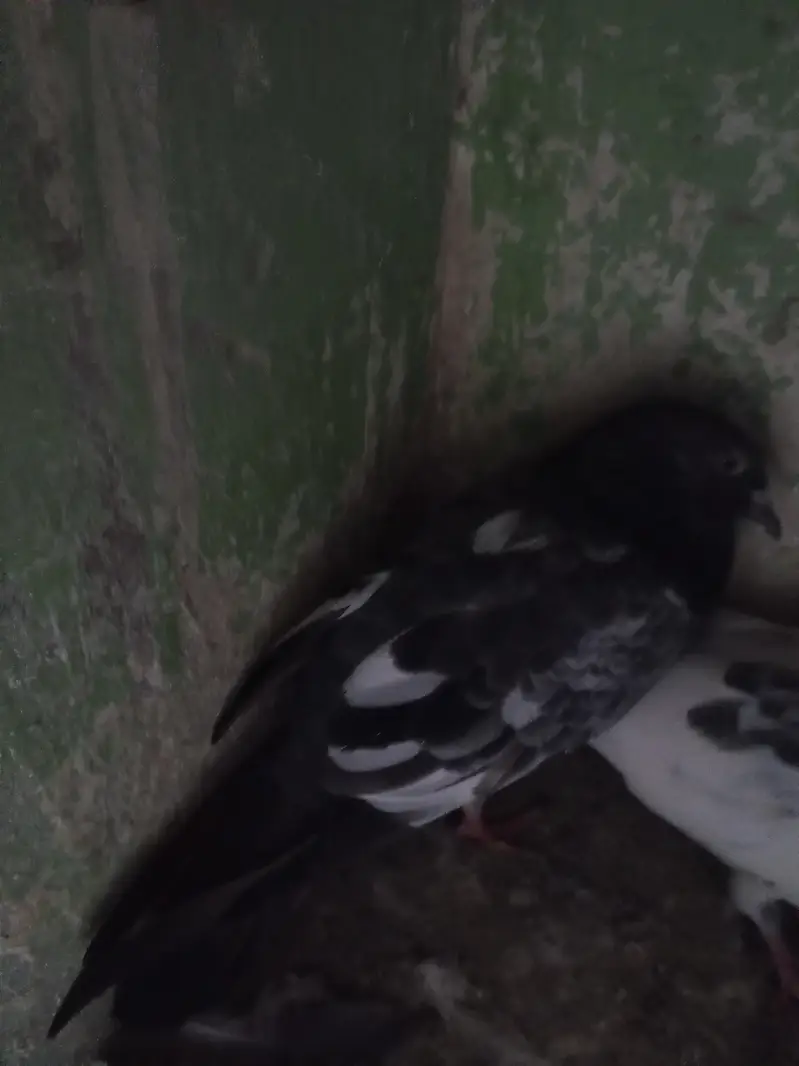 2 Kabli And Two Patti wale Kabooter — photo 4