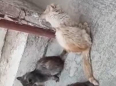 persian cats pair