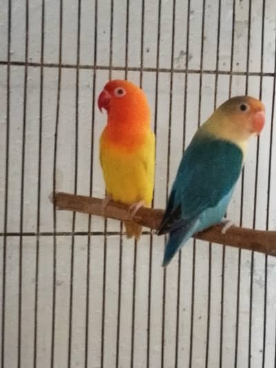 Lutino Opline Creamino Opline Pair